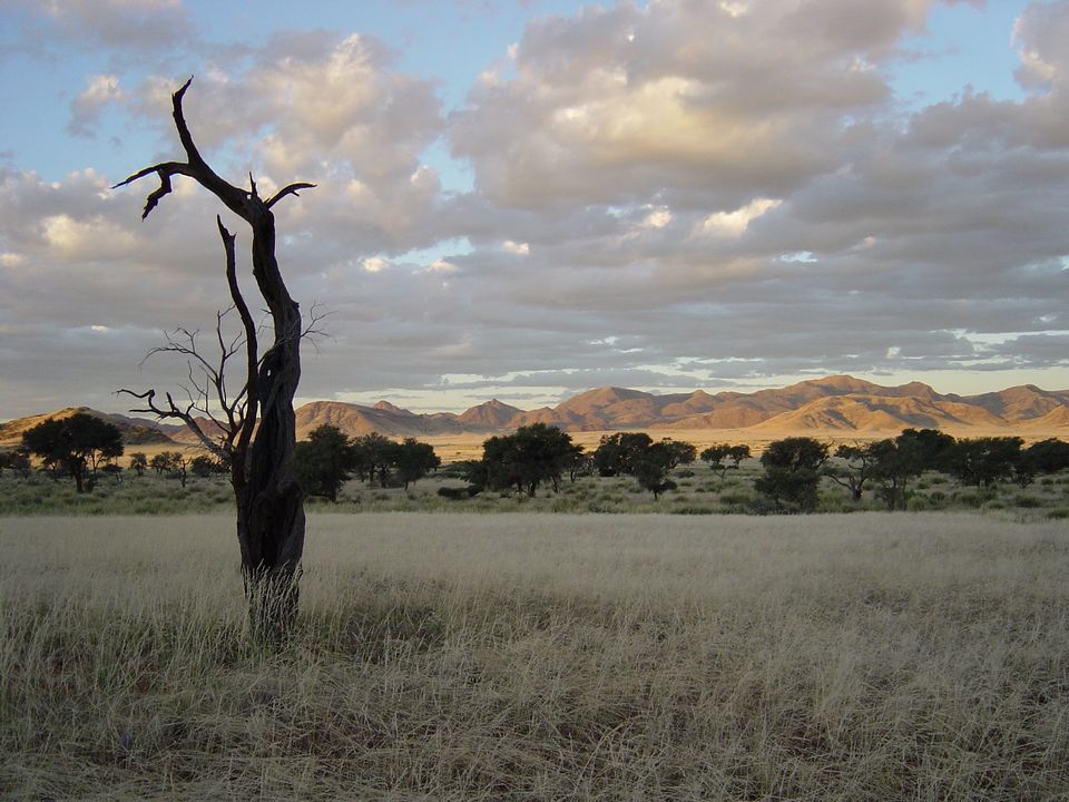 am Fusse der "versteinerten" Dünen - Namibia