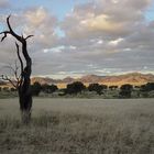 am Fusse der "versteinerten" Dünen - Namibia