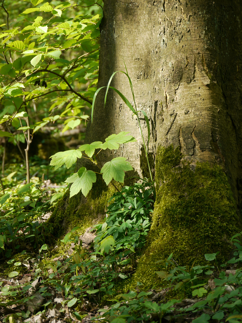 Am Fuße des Baums...