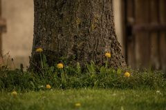 Am Fuße des Baum's