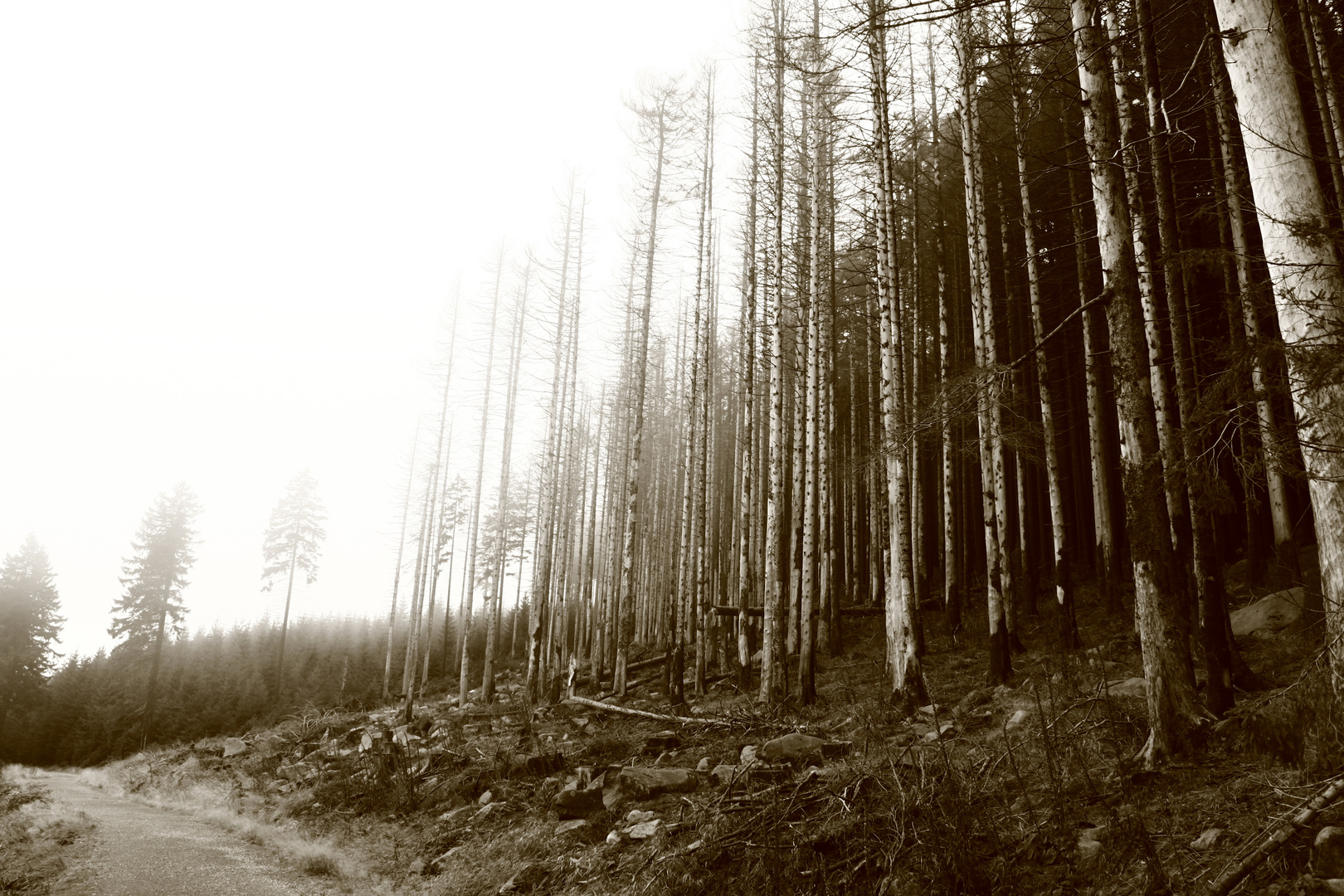 am Fuße des Brocken