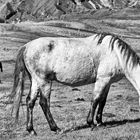 Am Fuße des Kazbek 01