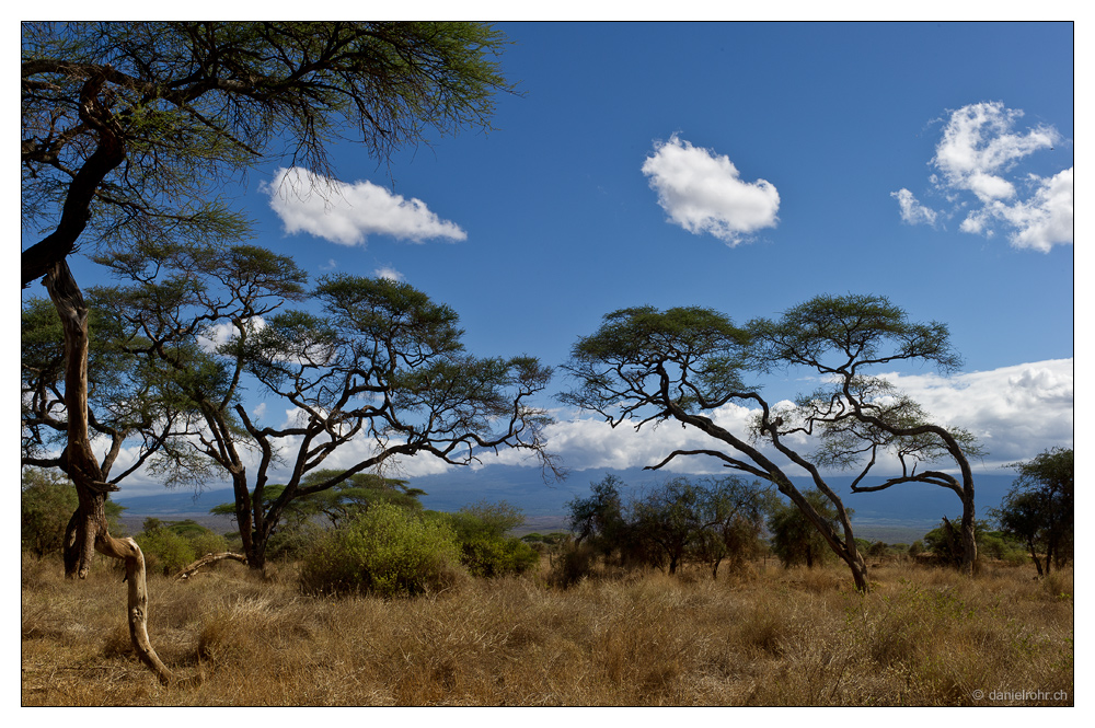 Am Fusse des Kilimanjaro