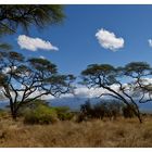 Am Fusse des Kilimanjaro