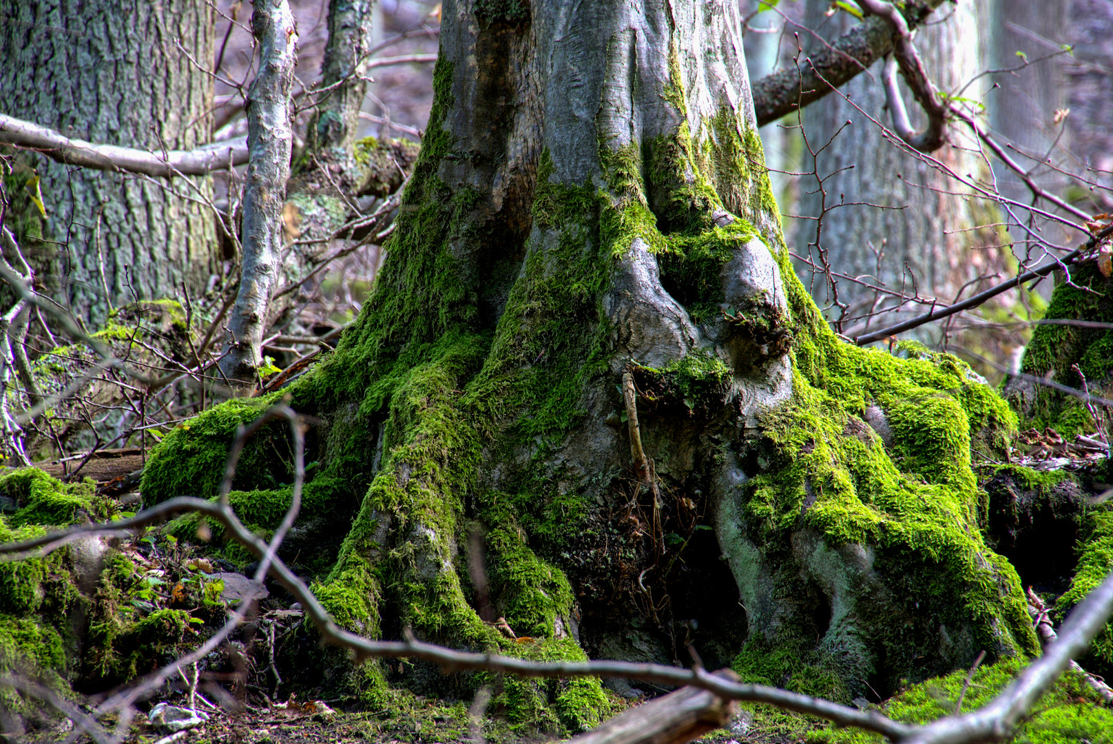 Am Fuße einer alten Buche