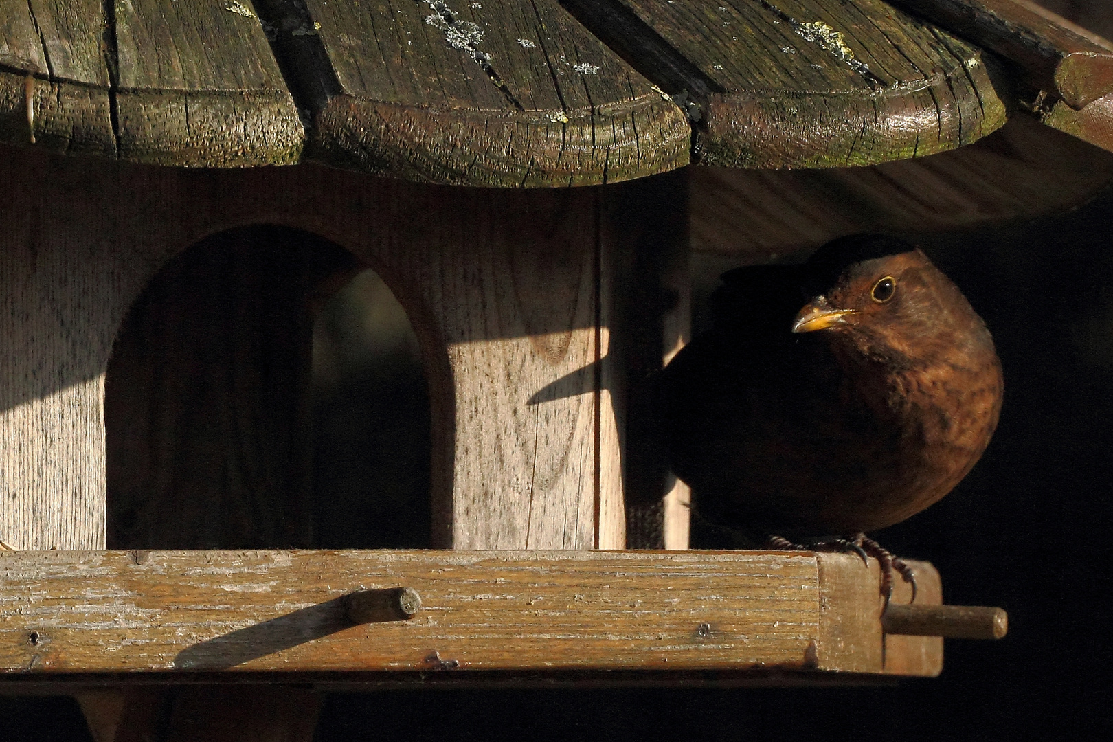 Am Futterhaus #1