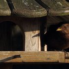 Am Futterhaus #1