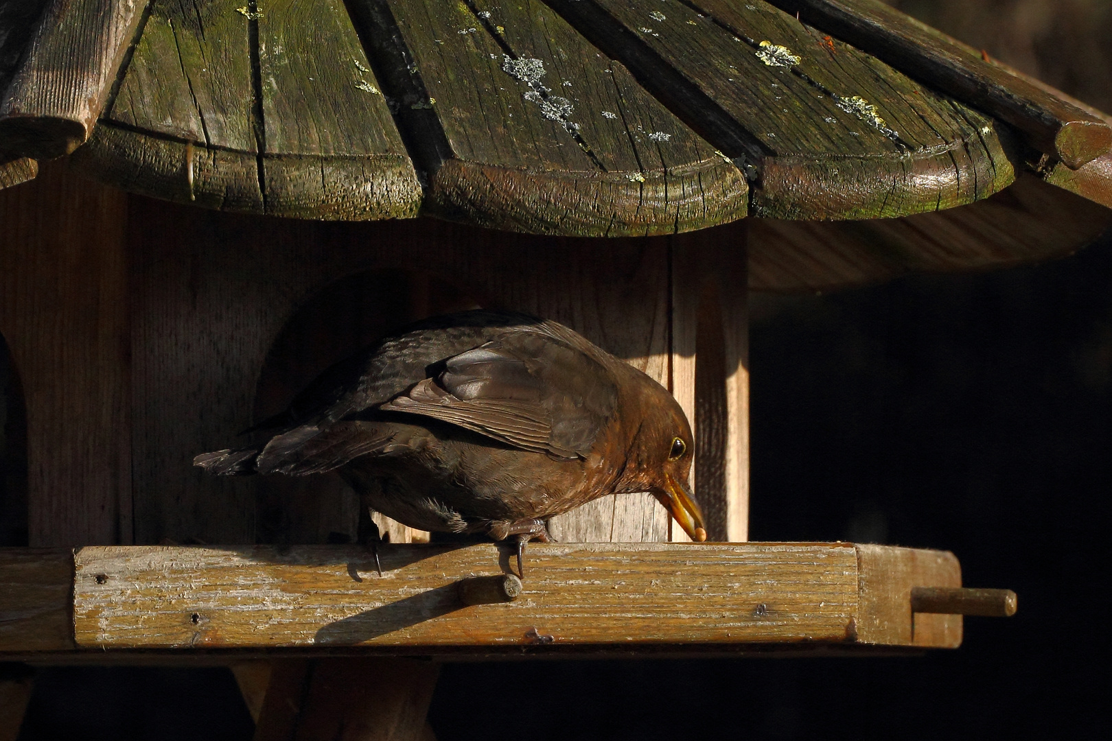 Am Futterhaus #2