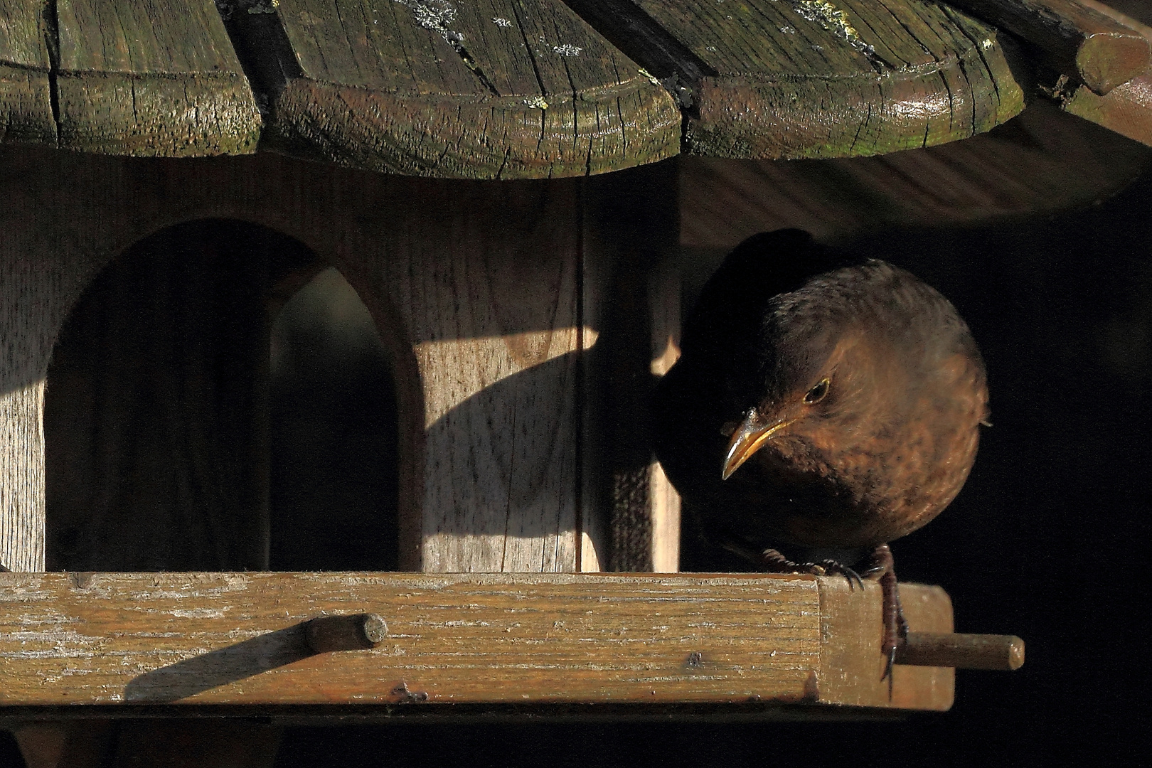 Am Futterhaus #3