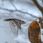 Am Futterhaus - Futter fest im Blick