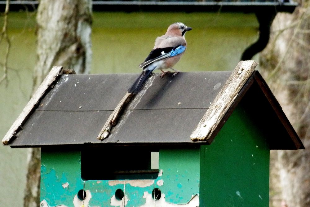 Am Futterhaus im Kurpark