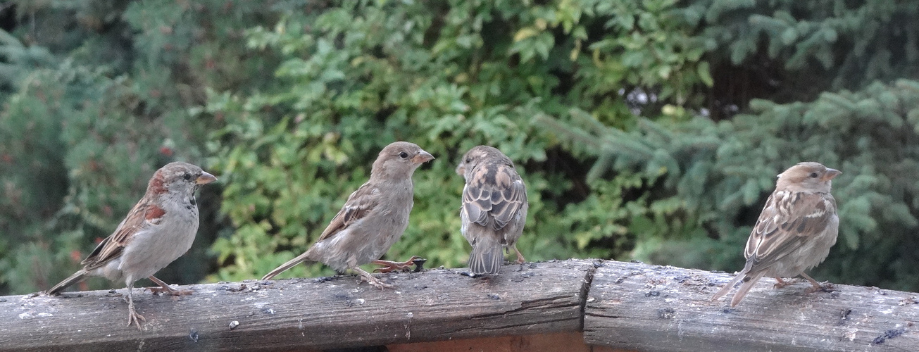 Am Futterplatz.