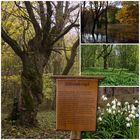 Am Gänsekropf im Hainich