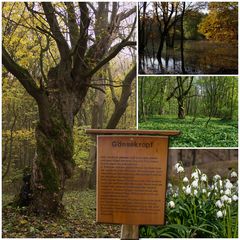 Am Gänsekropf im Hainich