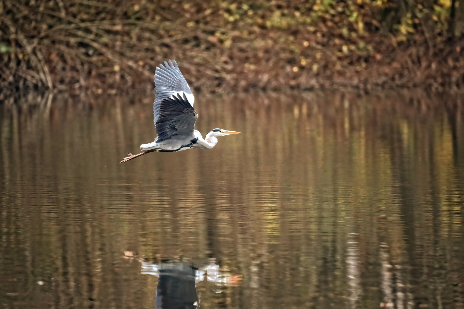 am Gänsseeweiher 