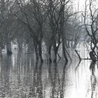 Am Galenbecker See