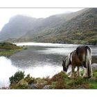 Am Gap of Dunloe