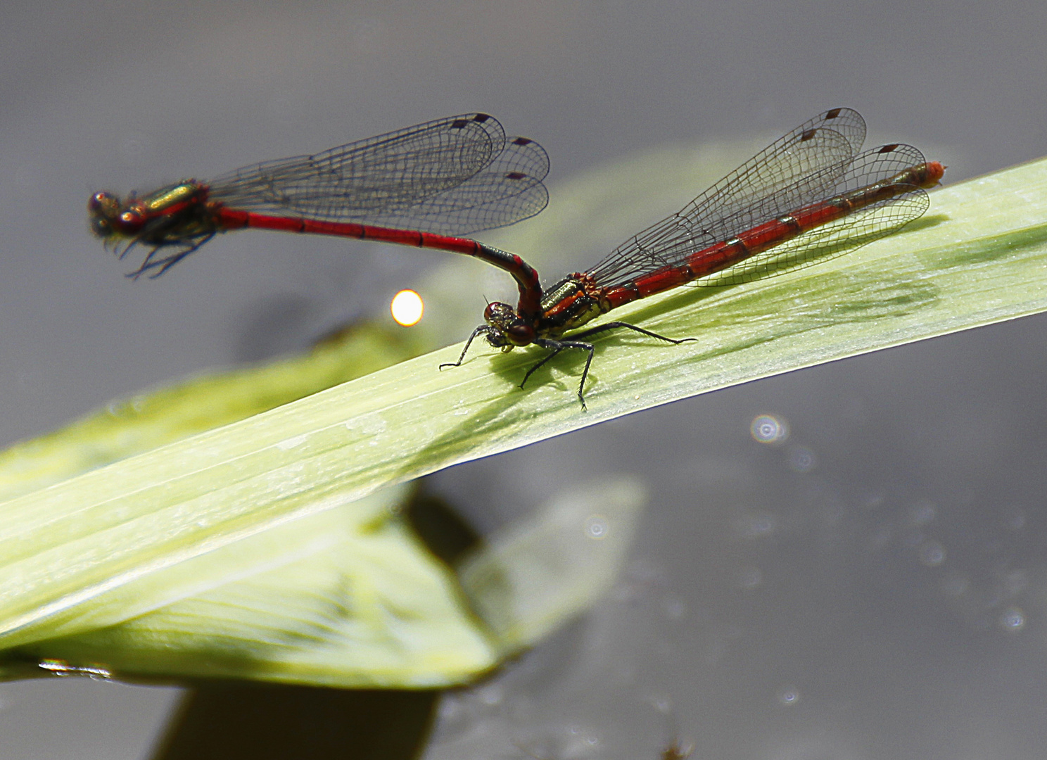 am Gartenteich............