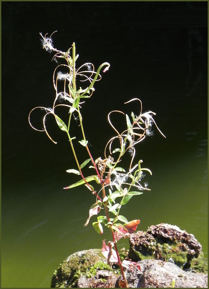 am Gartenteich # 1