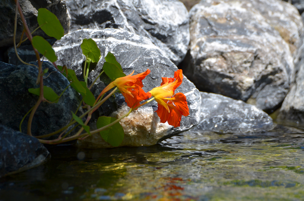 Am Gartenteich 1