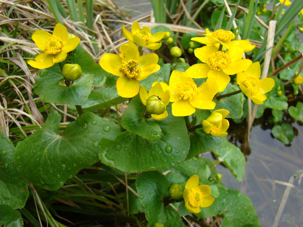 Am Gartenteich (1)