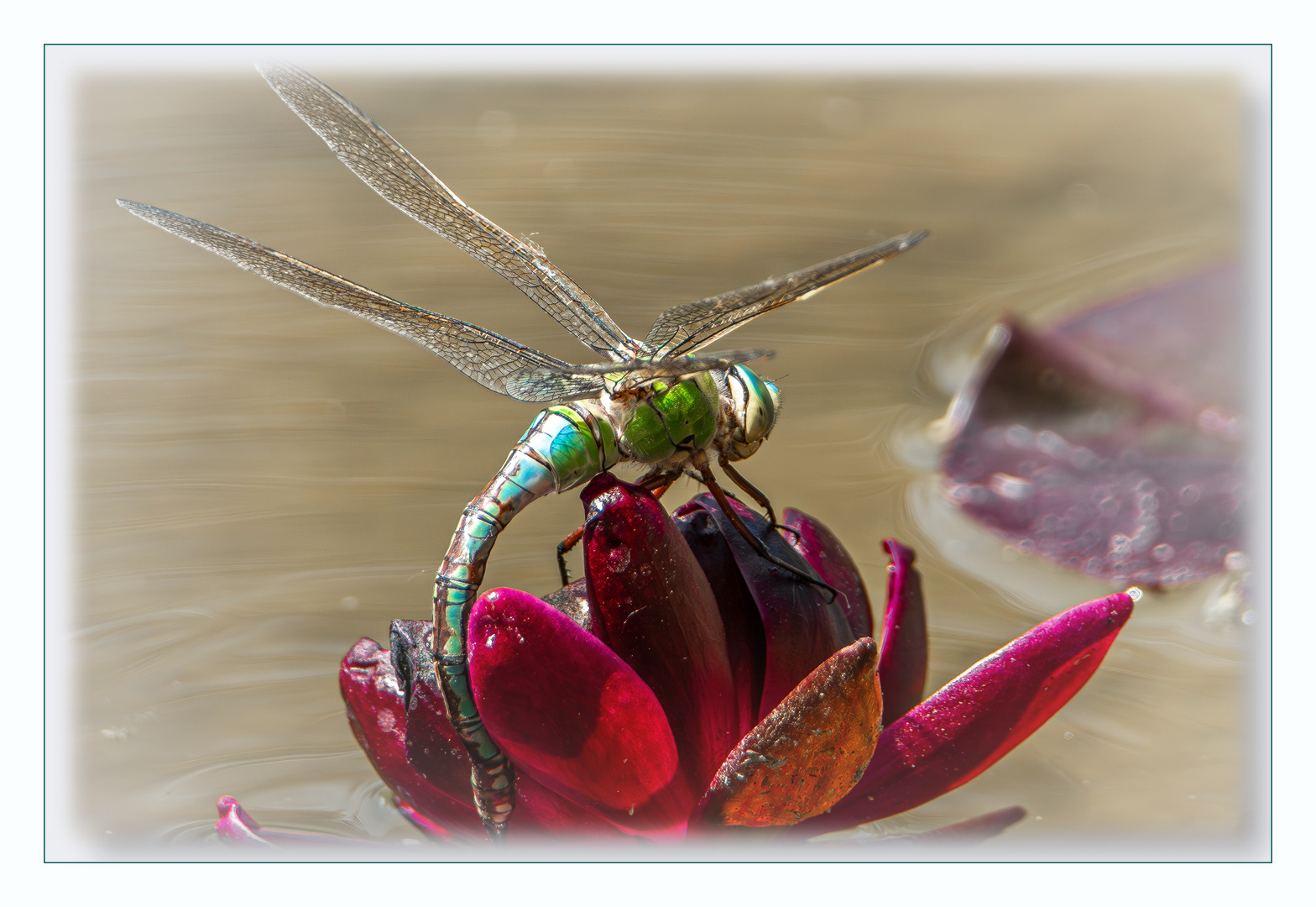 am Gartenteich...