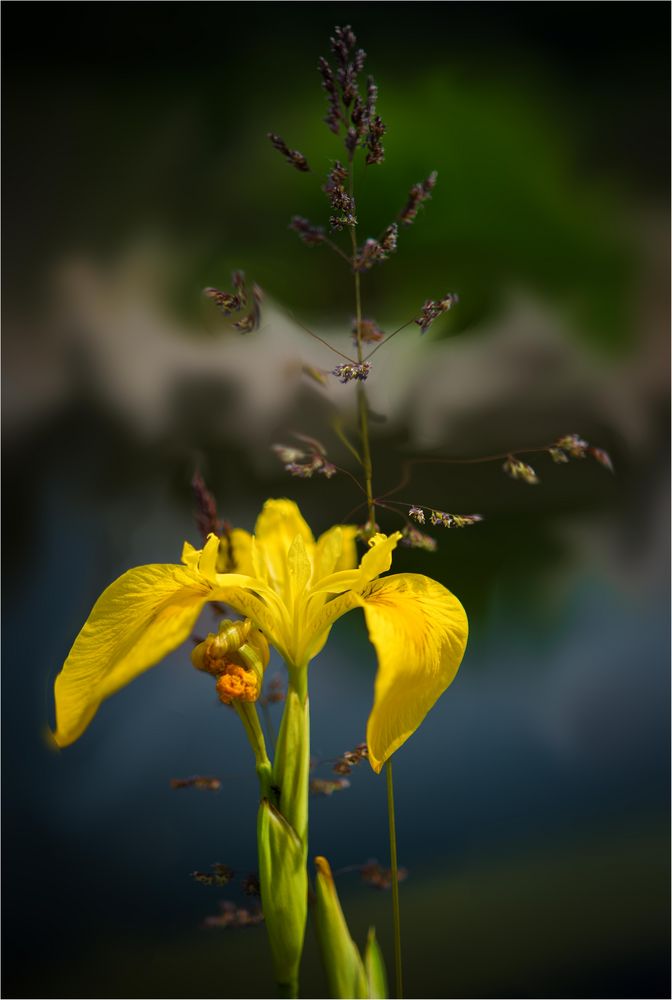 Am Gartenteich