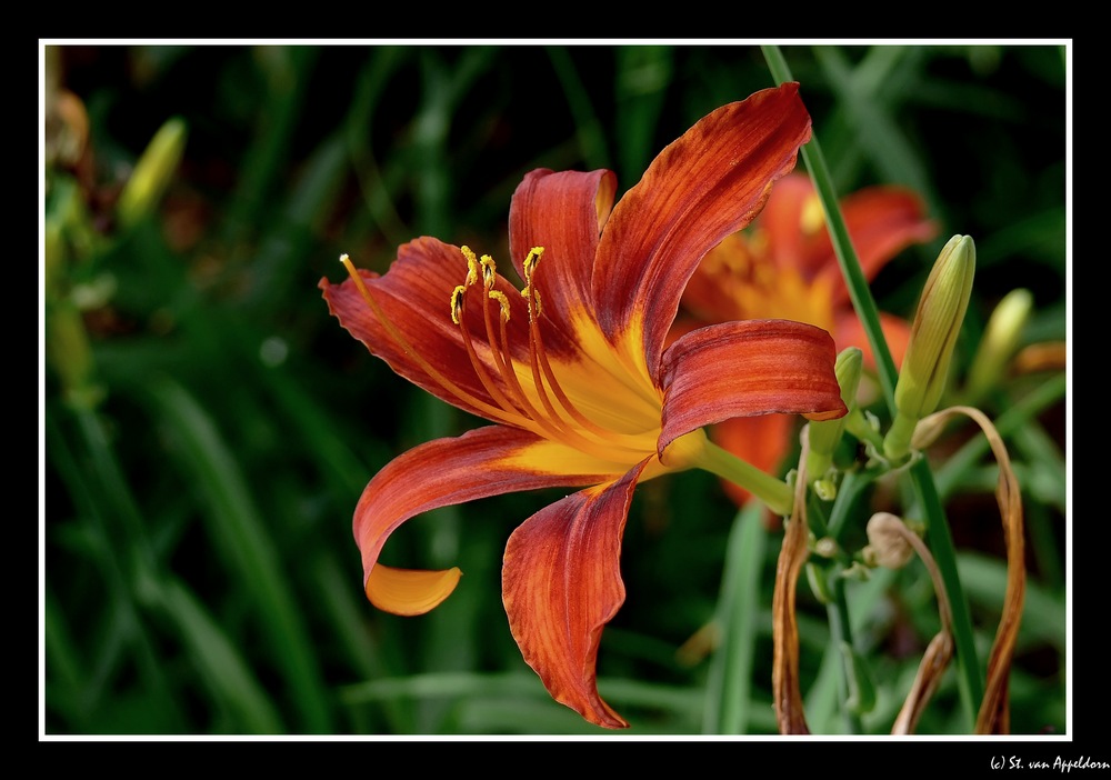 am Gartenteich... Foto & Bild pflanzen, pilze & flechten, blüten