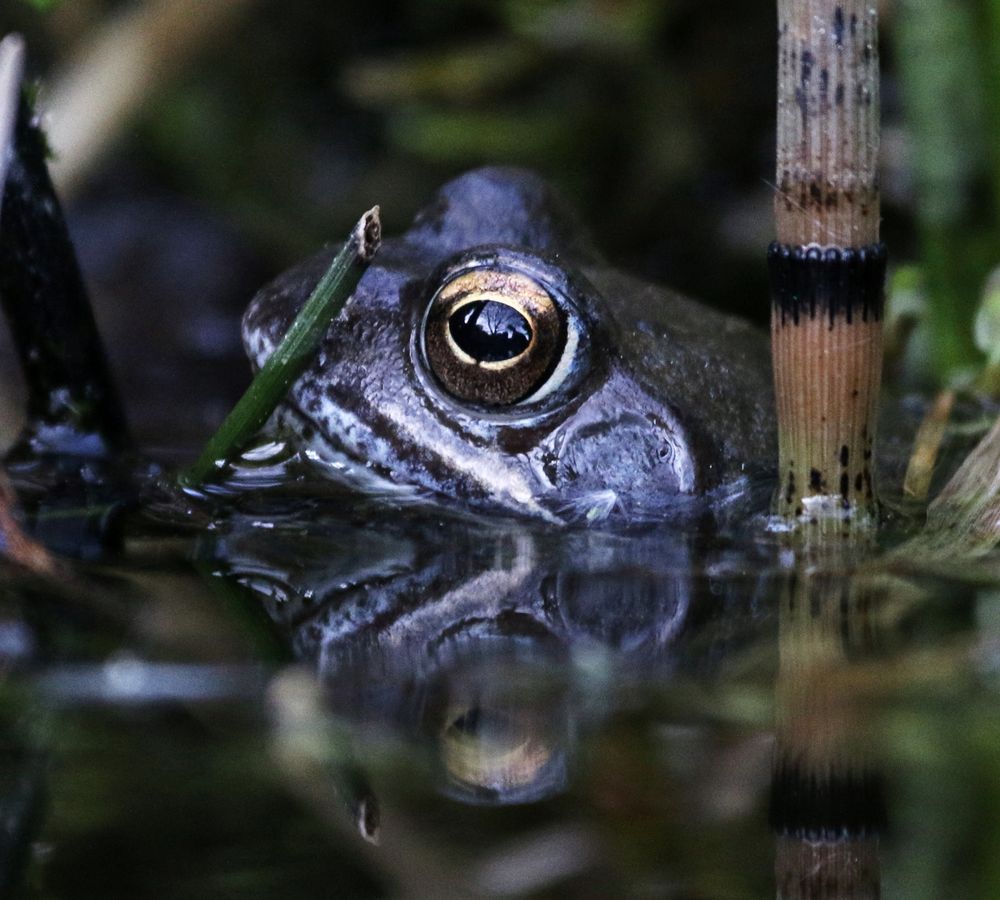 Am Gartenteich Foto & Bild weitere tiere , teich, natur Bilder auf