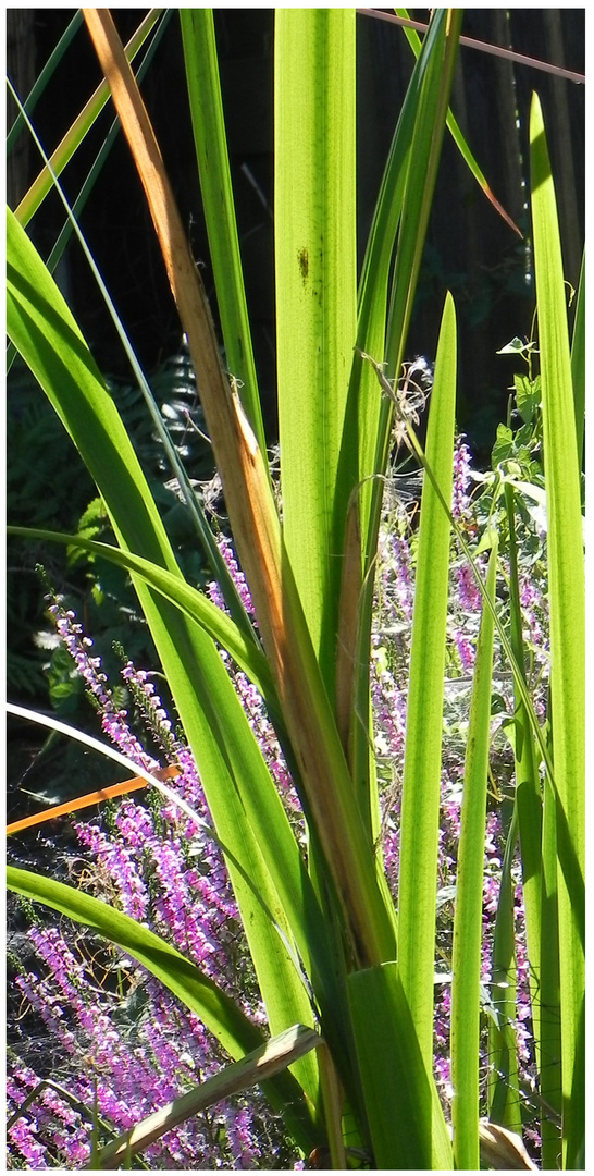 am Gartenteich # 3