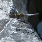 Am Gartenteich 3 - Libelle