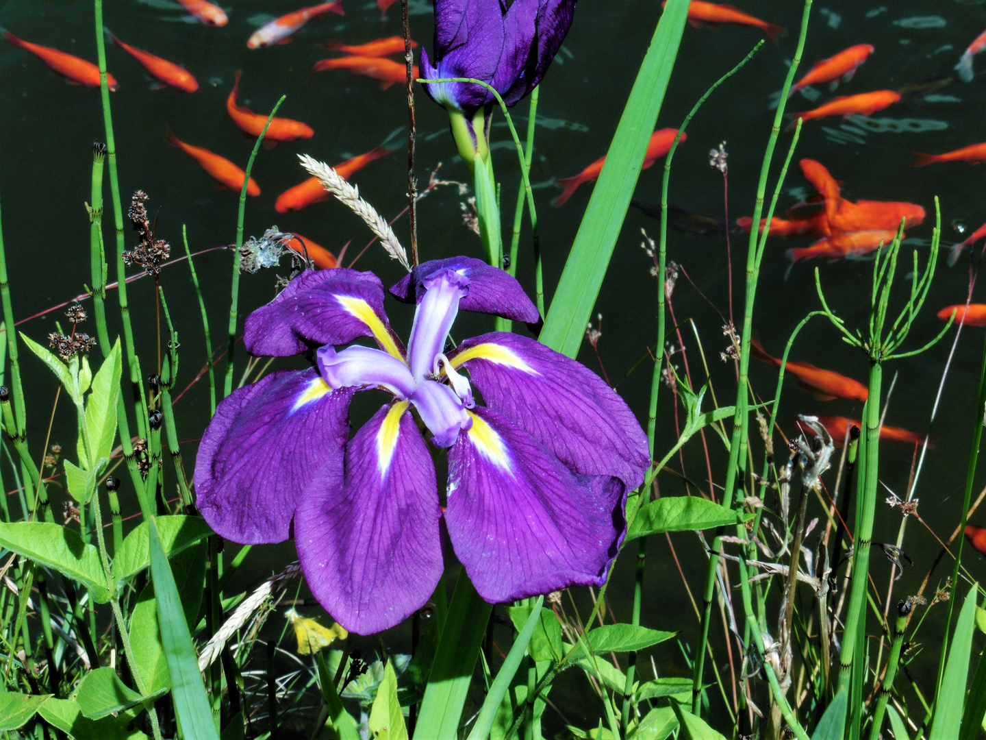 Am Gartenteich