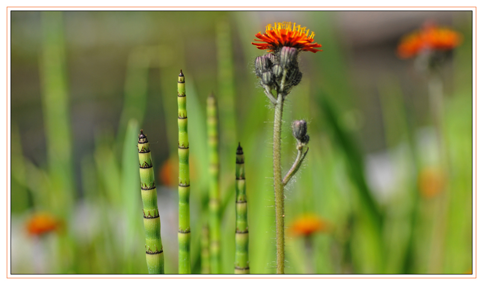 am Gartenteich