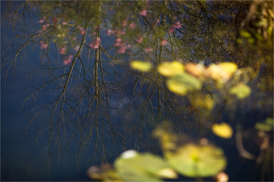 Am Gartenteich