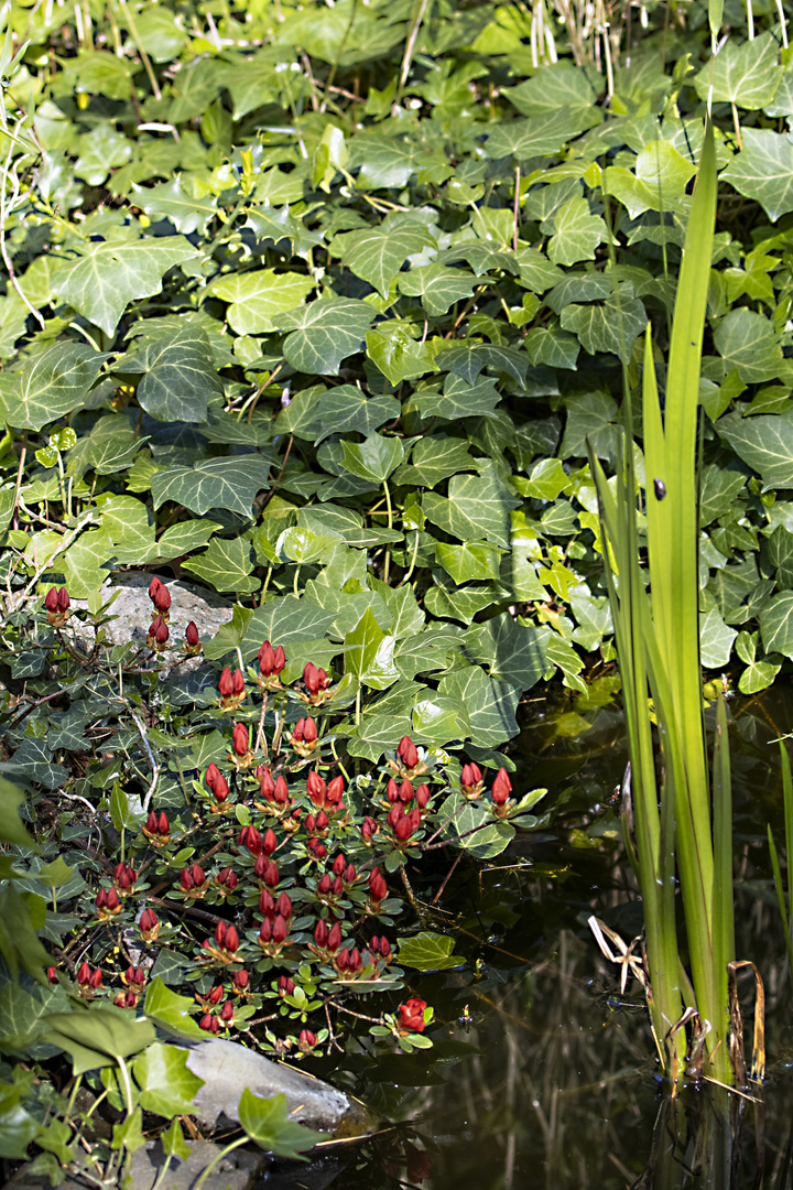 Am Gartenteich