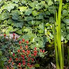 Am Gartenteich
