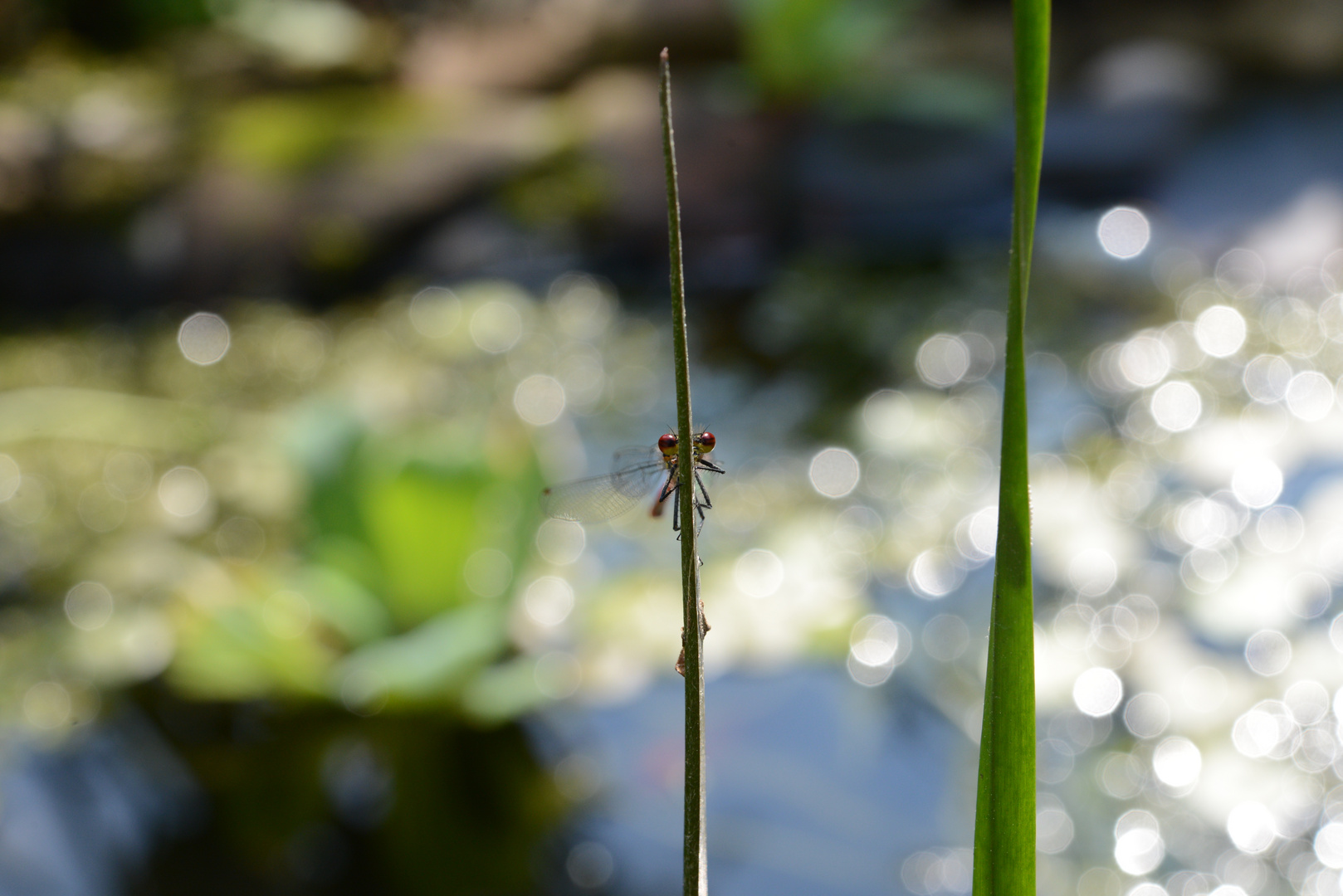 Am Gartenteich