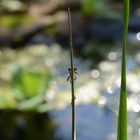 Am Gartenteich