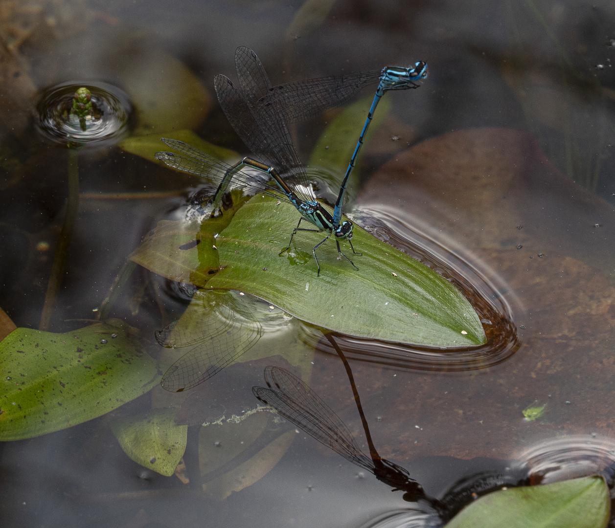 Am Gartenteich