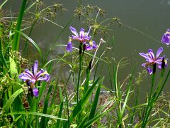 - Am Gartenteich-