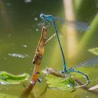 Am Gartenteich