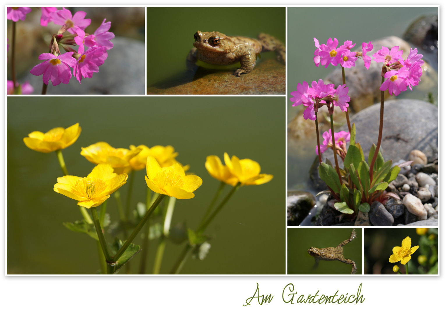 Am Gartenteich