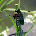 Am Gartenteich