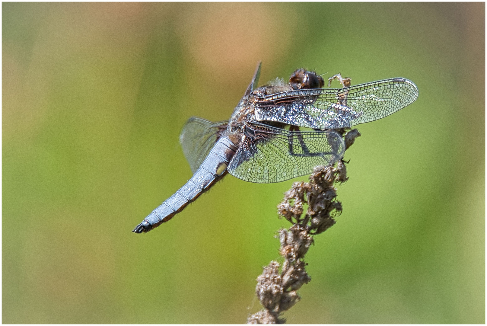 Am Gartenteich Foto & Bild natur, libelle, insekten Bilder auf