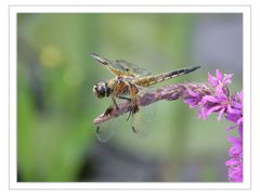 Am Gartenteich