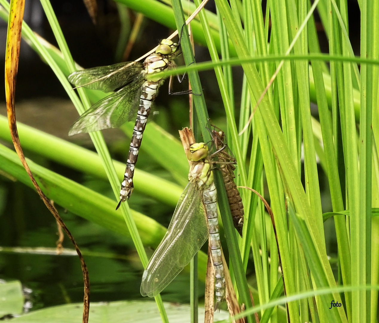 Am Gartenteich Foto & Bild natur, tiere, libellen Bilder auf