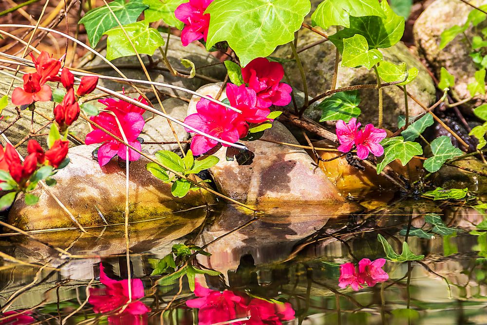 Am Gartenteich