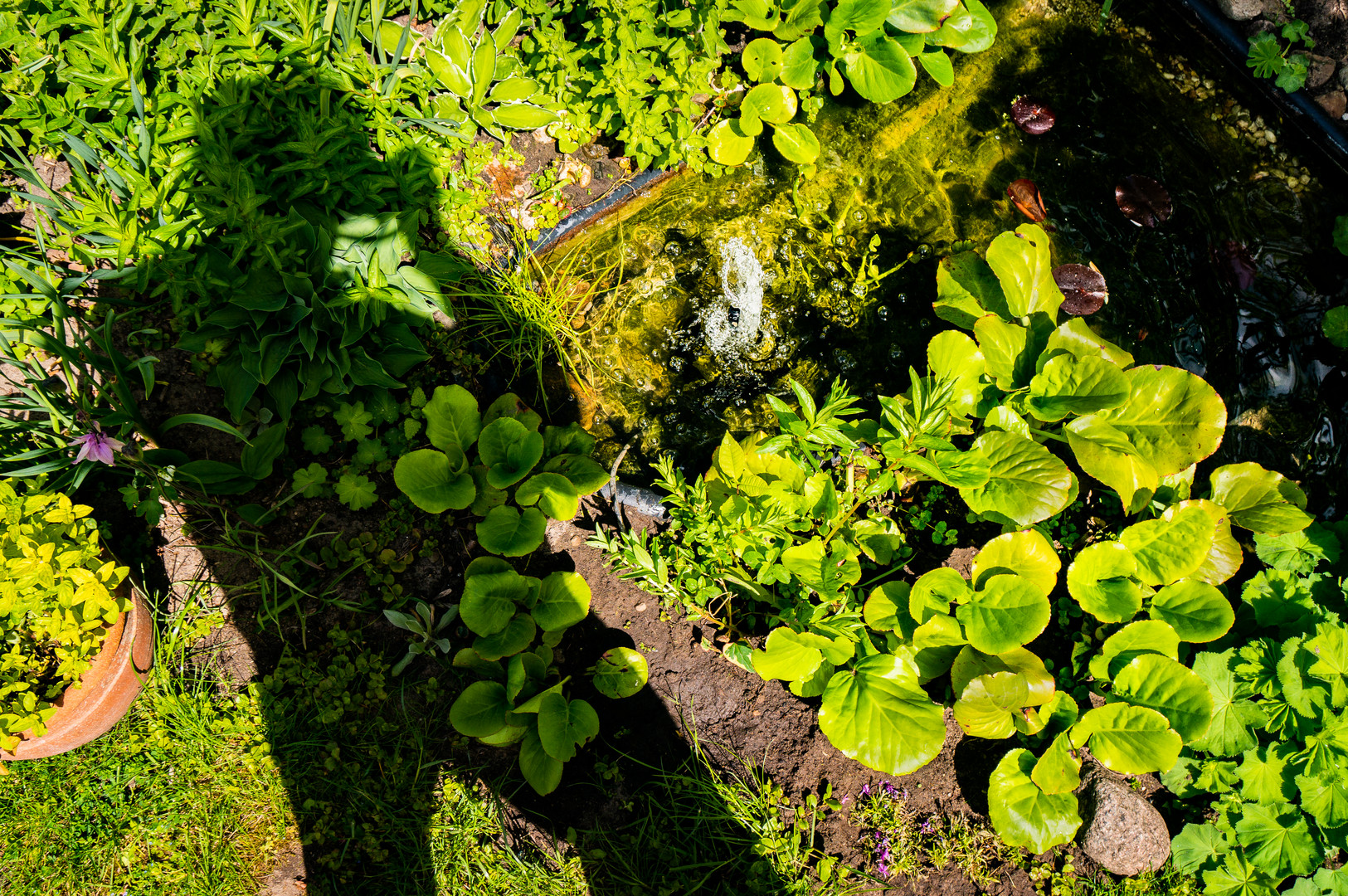 Am Gartenteich II Foto & Bild wasser, schatten, teich Bilder auf