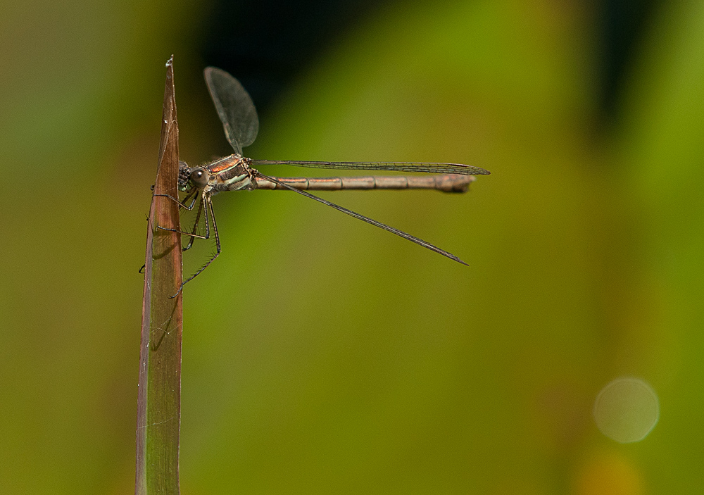 Am Gartenteich -II-