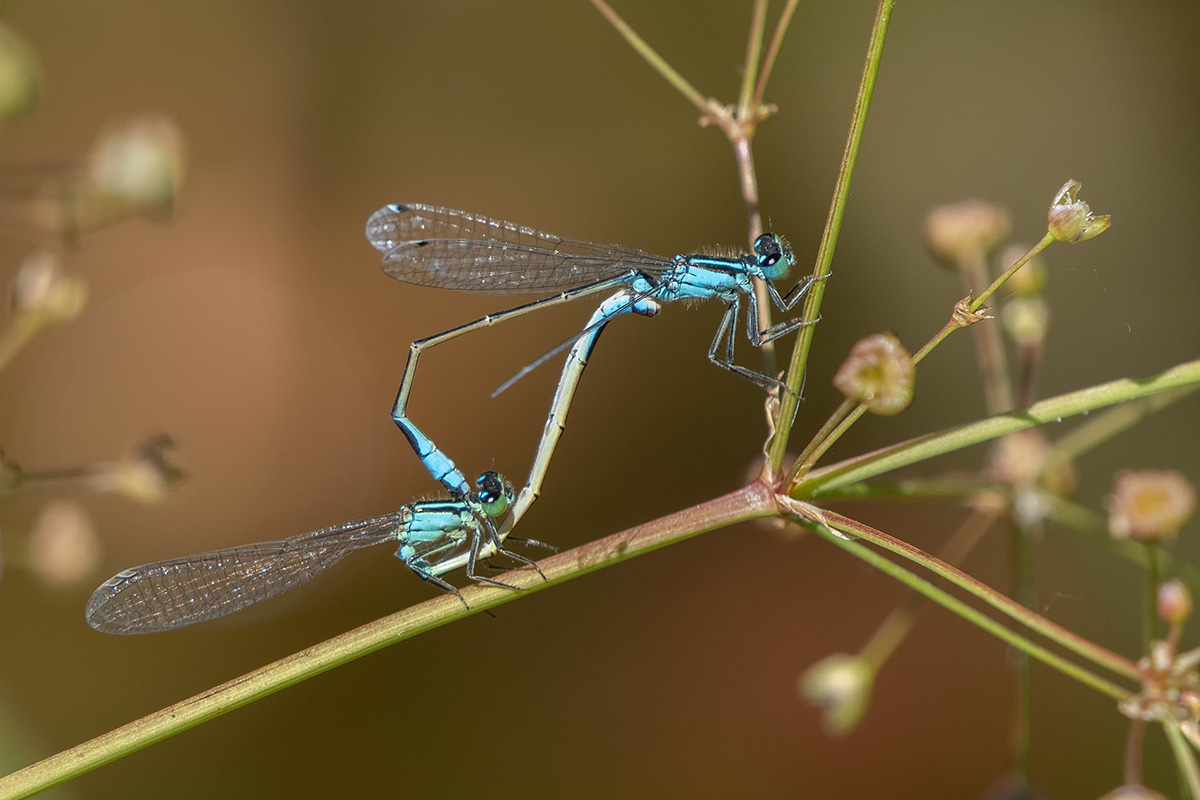 Am Gartenteich vergnügten sich die Beiden Foto & Bild natur, libelle